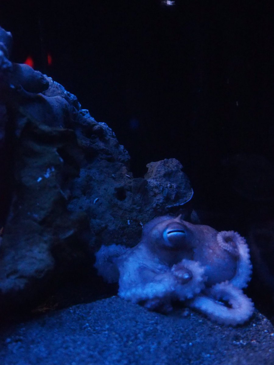 眠っていても凄く可愛い 早朝の水族館で見れたイカが眠ってる姿 話題の画像プラス