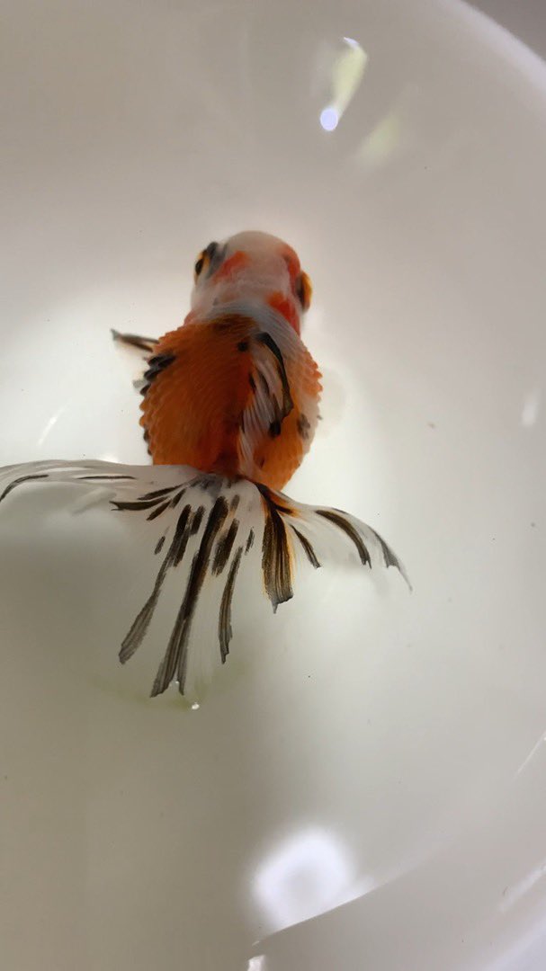 のおみん 金魚 松かさ病の治療の記録 T Co M6ckj4gpum Youtubeより 金魚 松かさ病 のおみん 金魚 松かさ病の治療の記録 T Co M6ckj4gpum Youtubeより 金魚 松かさ病