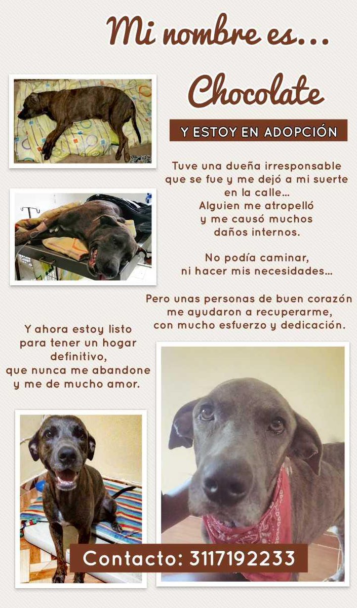 FProanimales's tweet photo. En Adopción.!! en Quibdó. Fue rescatado en una calle donde habia sido atropellado y no podia caminar. #Chocolate #Proanimales https://t.co/Gl5inY1AqN
