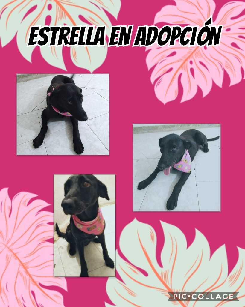 FProanimales's tweet photo. Estrella fue rescatada en un vertedero de basura junto a sus 9 cachorritos recien nacidos los cuales hoy gozan de un hogar. Por su parte estrellita ya fue esterilizada y esta lista para ser adoptada. #Estrella #Proanimales 🖤 https://t.co/audMIW96jB