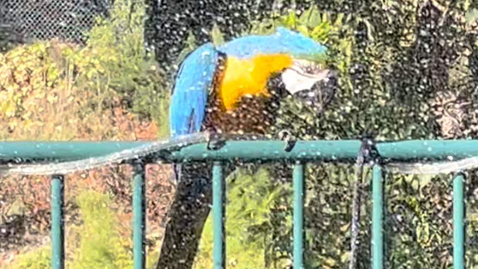 Azul is enjoying his bath on this warm, sunny California winter day!💦 #ThisIsTheLife #BirdTwitter #BlueBird #BlueAndGoldMacaw #Macaws #Birds #BirdsOfAFeather #BirdBath #Carlsbad #California #WinterWonderland #CaliforniaStyle #ComeFlyWithUs #FreeFlight #Parrots
