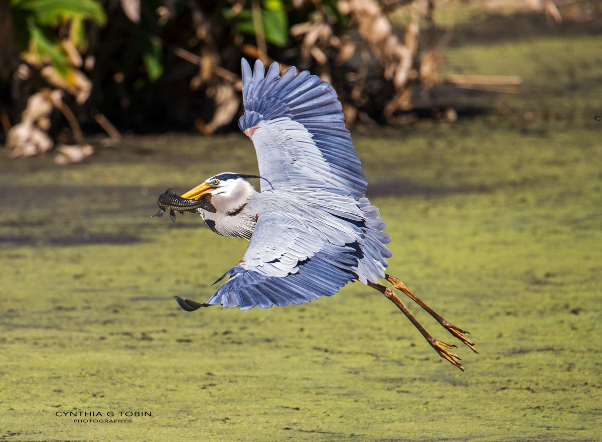 Great blue heron grabs lunch. Master fisherman. Peaceful Waters today. #birds #heronsofinstagram #fishing #canon5dmarkiii #natgeoyourshot