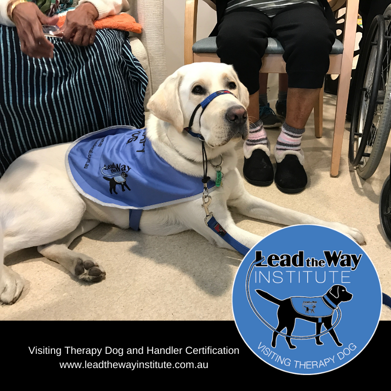 LeadTheWayAust's tweet image. VACANCIES AVAILABLE Jan 18-23 2021!! Enrol now and #certify as a #therapydog and handler team with #leadthewayinstitute. Bundle price HUGE DISCOUNTS available here: Visiting Therapy Dog &amp;amp; Handler Certification Bundle - Foundation - Lead The Way Institute ecs.page.link/Y6Pqr