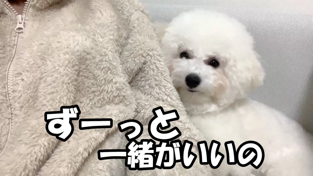 白いもふもふのうどん Bichon Udon Twitter