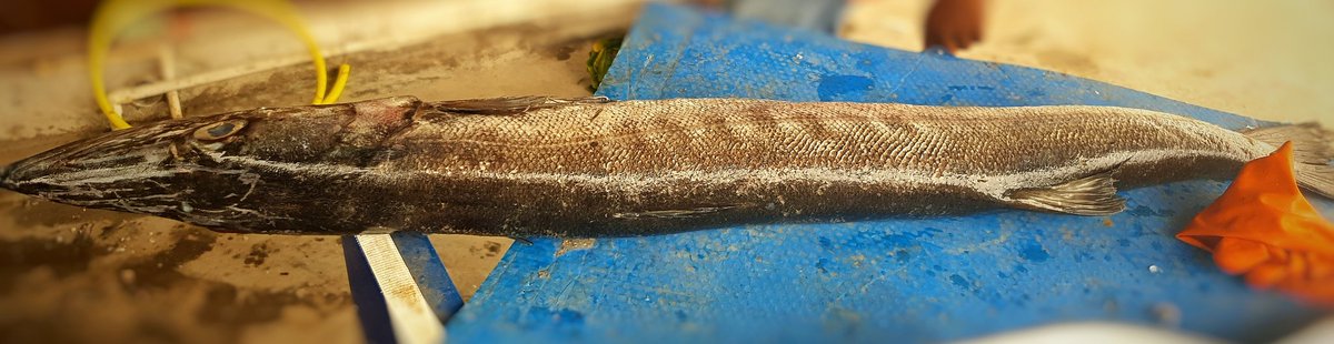 arivomkadaioffi's tweet photo. ஊளி மீன்🐟
#OmegaFresh Fish shop , Saravanampatti https://t.co/Q645dtiEKC
