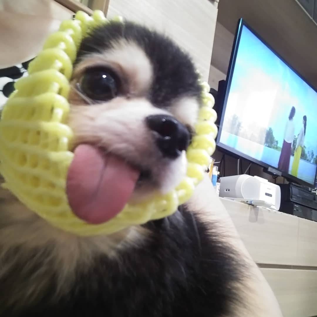 awawa_55's tweet photo. 母から狼狽えて電話があり、私のツイッターの画像の子・実家のまる（黒チワワ）が、散歩の途中、大型の犬（ノーリード）に噛まれて死んでしまいました。

母は追いかけましたが、まるを咥えたまま走り １００ｍ先で口からまるを落としました。まるは少し息がありましたが、その後まもなく死にました。 https://t.co/wD0LNqvsqo