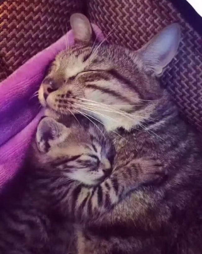 มีบ้านนึง แมวตัวผู้ที่เลี้ยงไว้ จู่ๆ คาบลูกแมวเข้าบ้านมาเลี้ยงดู แถมลายเหมือนกันเปี๊ยบ!!! คาดว่าเลิกกะแม่แมว แล้วแบ่งลูกกันเลี้ยง 555555