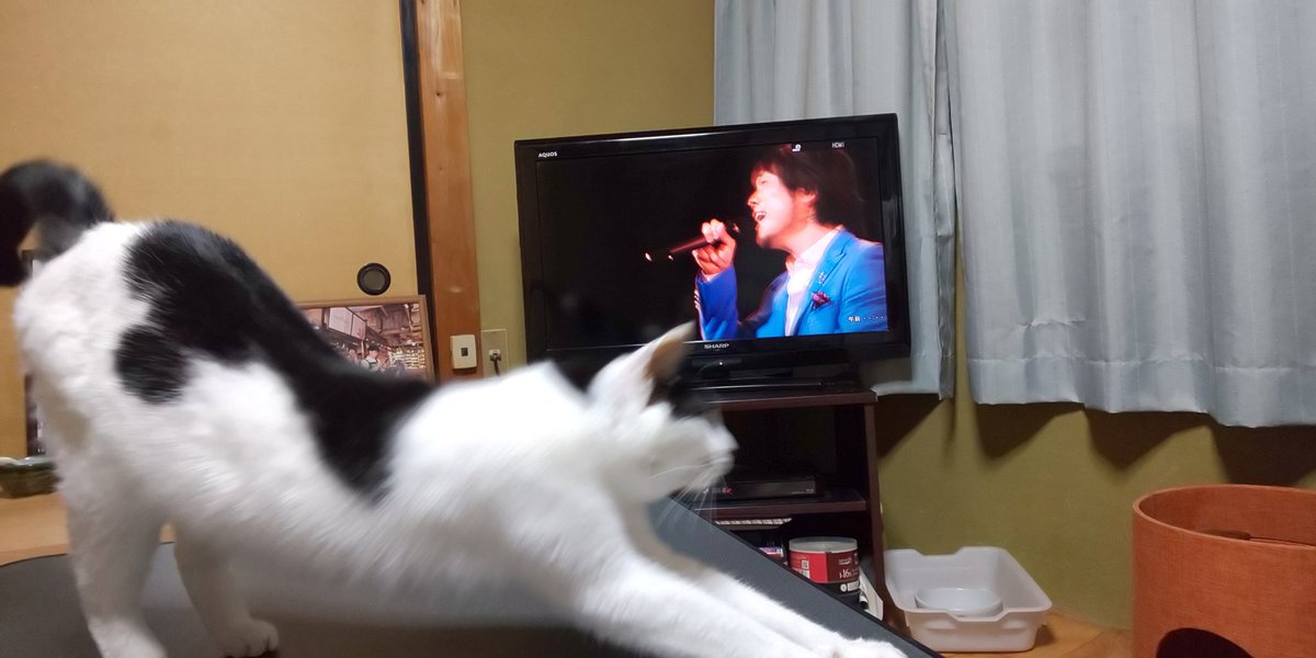 ssmamgsn's tweet photo. 昨夜はゴスペラーズのBlu-rayを観てました!懐かしいFOR FIVE~この頃はまだ酒井さんのお髭があったのね!と…猫のパールが言ってます?!早くみんなでなりきりゴスペラーズできる日が来ますように!
#ゴスペラーズ
#FORFIVE
#ねこ https://t.co/cpejHFWUmq