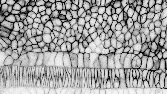 Starting this New Year with a preprint from great former postdoc  @AleMongera and other awesome former and present lab members: "Mechanics of the cellular microenvironment as perceived by cells in vivo".  https://www.biorxiv.org/content/10.1101/2021.01.04.425259v1 Here is a short version... 