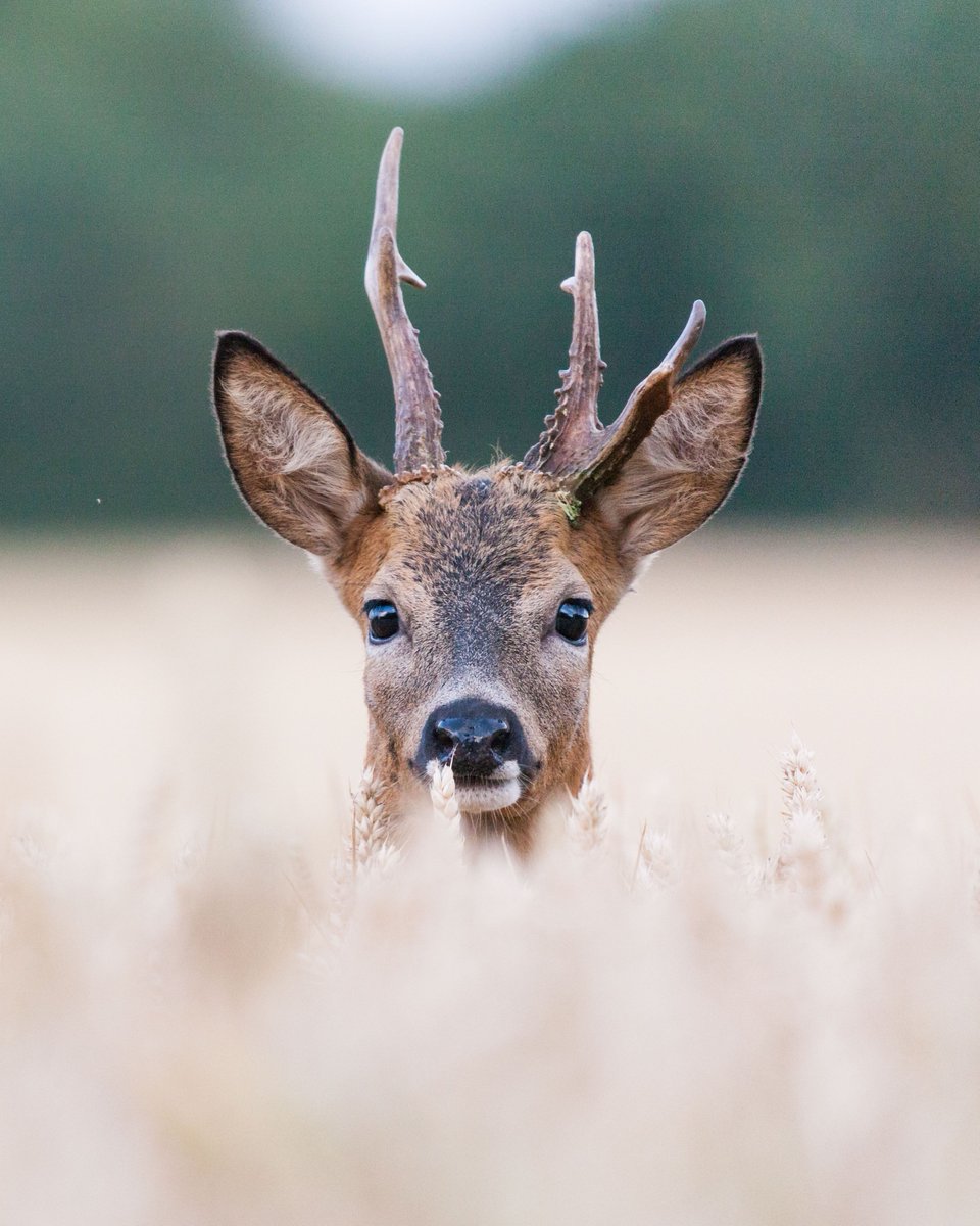 sdnpa's tweet photo. The People's Choice vote is now open! 

You have until 31 January to cast a vote for your favourite entrant from this year's photo competition shortlist. 

Below are some of the highly-commended images the judges enjoyed. 

Vote here: https://t.co/KDVcuXpAPS 

#SouthDowns https://t.co/oS9lXkiHPY
