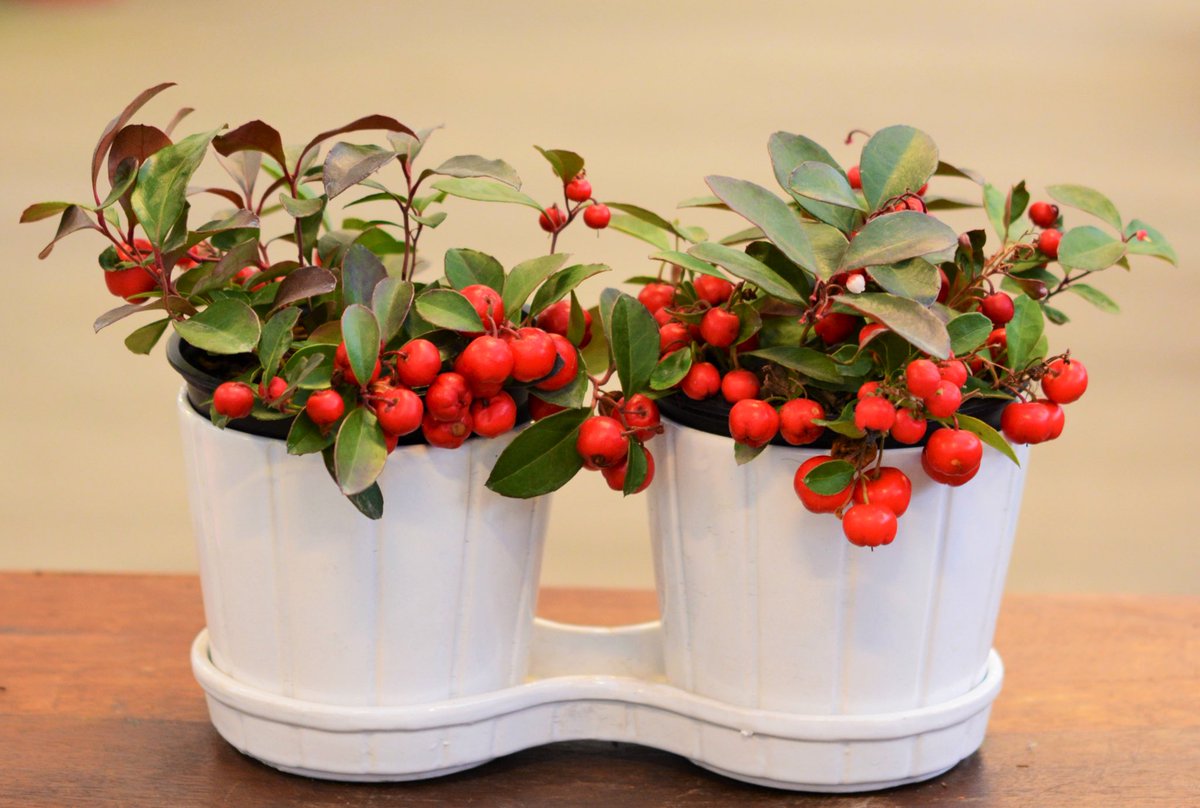 Ibb Bahçe Market Online Satış