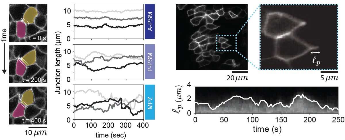 So, do cells probe tissue mechanics below (viscoelastic) or above (plastic) the yield strain? We measured the strains that cells generate at cell-cell contacts and by the extension of protrusions between cells and found that cells probe the tissue below yield strain