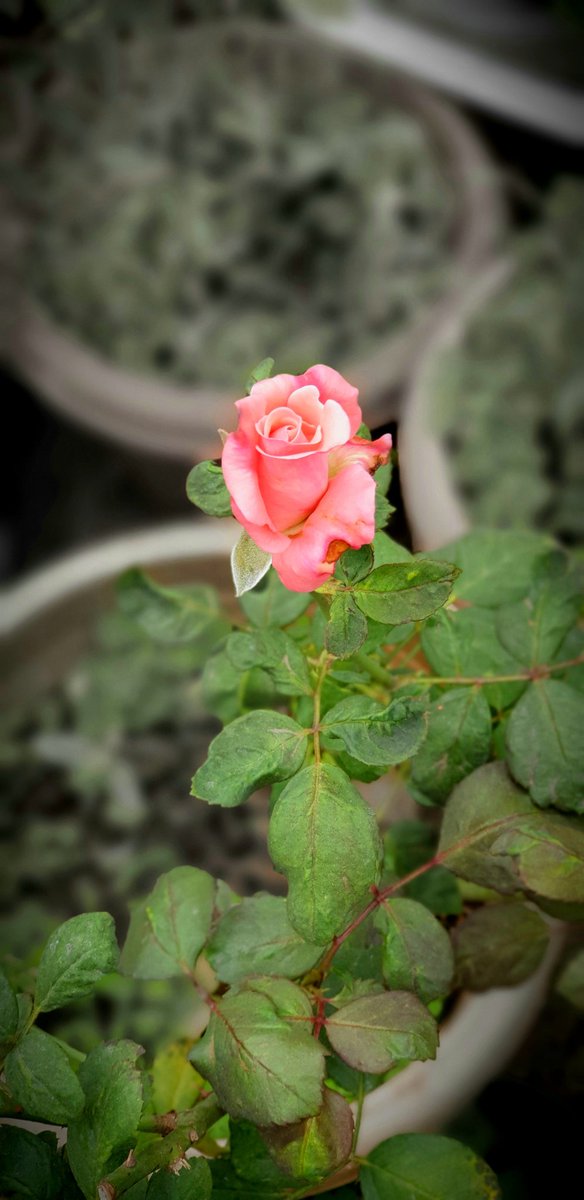 #rosewednesday making a comeback...