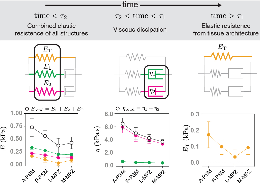 So, we measured the tissue mechanics as mesodermal progenitors differentiate for the strain- and time-scales at which cells seem to probe the tissue, and found that the perceived tissue stiffness decreases over time (due to stress relaxation).