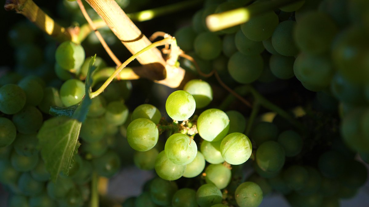 Sustainable wine production is only one leg of Stellar Winery’s eco-certification. Another very important component is our #FairforLife practices. 

All this contributes to #StellarWinery working towards a better future.