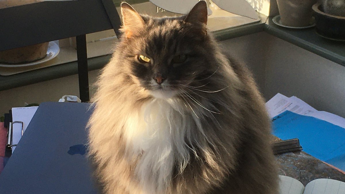 HMRC:
"Don't wait until 31 Jan to do your Self Assessment Tax return."
Me:
Try telling that to the cat.