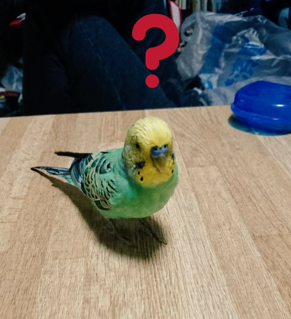 インコのココちゃん Athomecoco Twitter