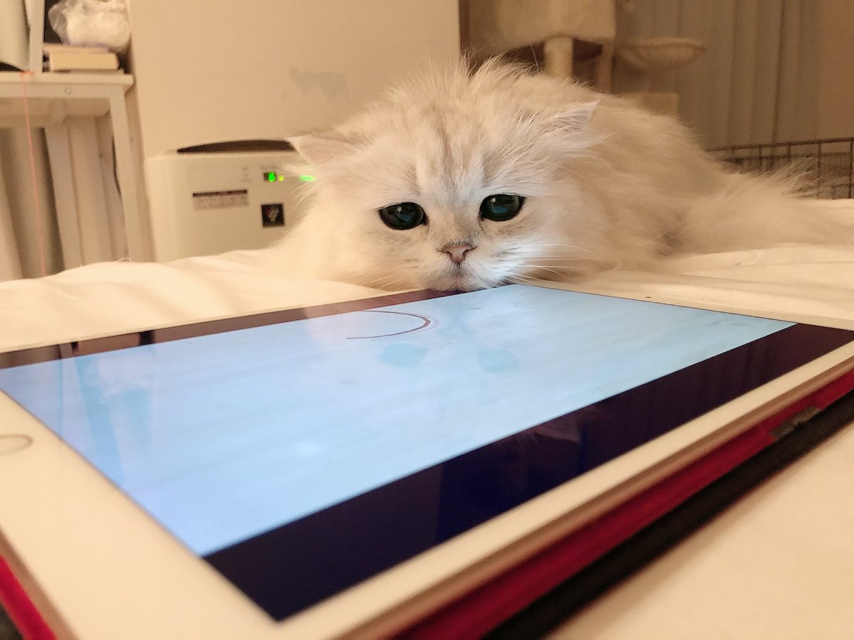 チャップン ニャンコブロガー On Twitter チャップン 最近 猫の喜ぶ動画にハマっている 猫 猫好き 猫好きさんと繋がりたい 猫のいる暮らし 猫のいる幸せ チンチラシルバー Cat 猫写真 猫twitter 猫垢 猫顔アップ チャップン 愛猫 Catlover