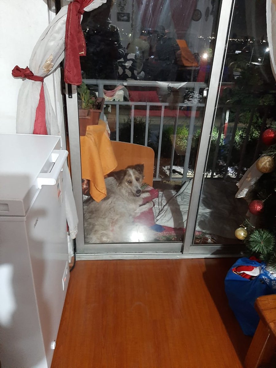 perezmuena's tweet photo. Una vecina de un condominio aplicó azufre para que una perrita no se acerque a su departamento pero terminó intoxicando a otros residentes. Al final, la perrita se quedará con los vecinos @24HorasTVN https://t.co/H12EvTlSnQ