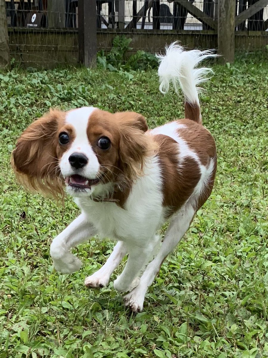 兜町裏街道 בטוויטר キャバリアキングチャールズふーちゃん 9ヶ月 まんまるおめめで見られると 全身脱力する 笑 ふーちゃんを抱くたび 抜け毛で服が真っ白になるけれども それも愛情 抜け毛を気にしては キャバリアは飼えない 愛犬 犬のいる暮らし