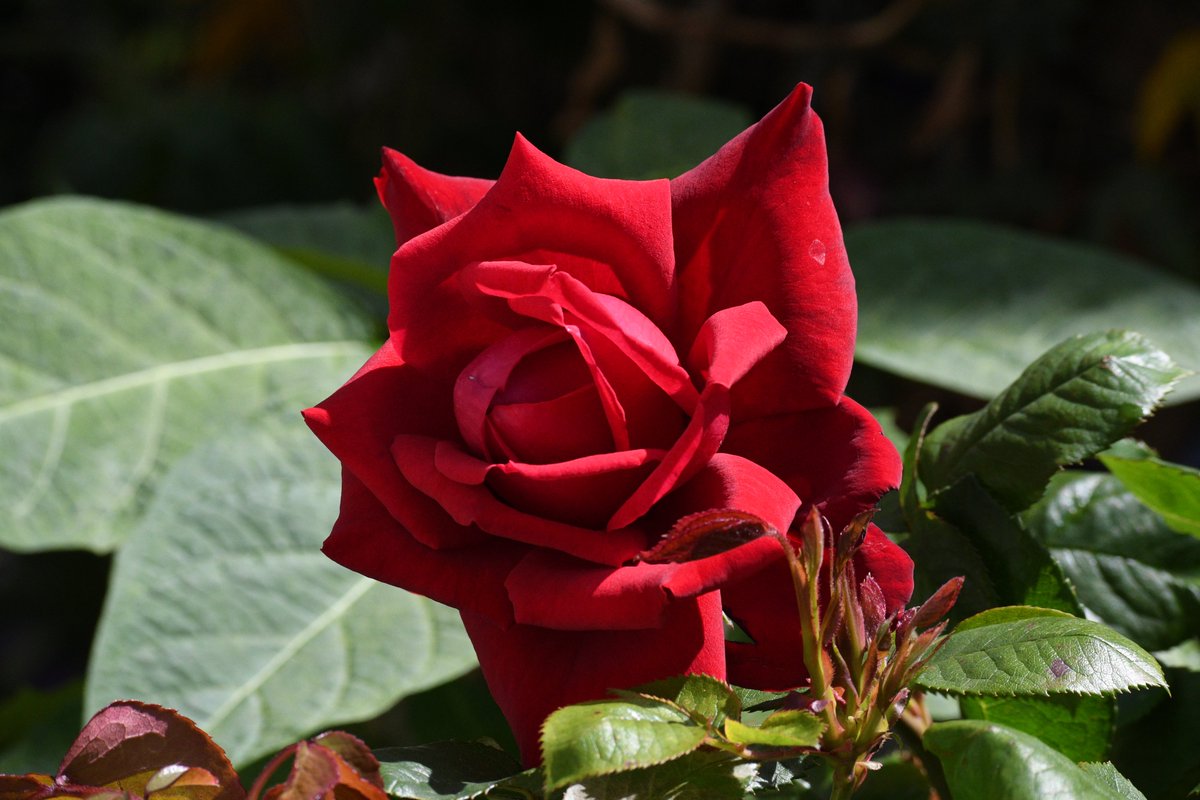 #rosewednesday  brought this as an un named bargain from the garden centre last year it smells divine