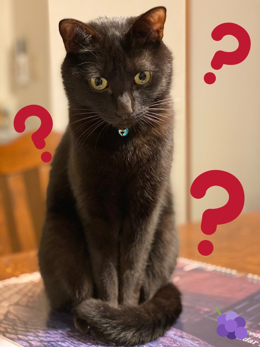budou_koubou's tweet photo. #動物にハテナをつけると可愛い選手権 
❓❓❓ https://t.co/tRqDiODhq7