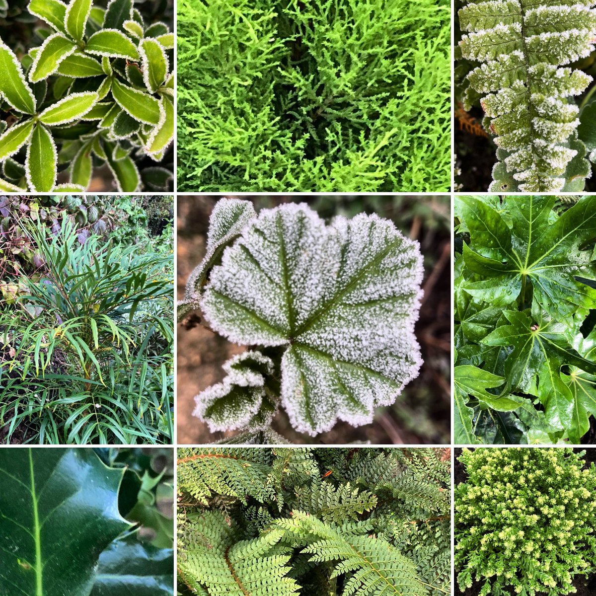 WorldNannys's tweet photo. Green... foliage #rainbowtheme #foliage #leaves #evergreen #fern #holly #mygarden #greenfingers #greengarden #frozenleaf #leavesπ #leaf #nannysgardenworld #favouriteflowers #favouriteflower #flowerfollow #followflowers #seedum https://t.co/XjK57VpiXW