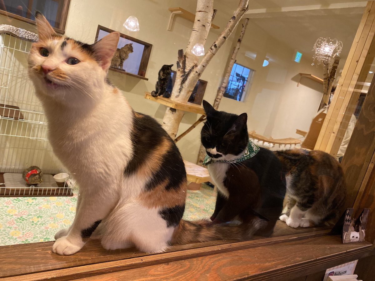 札幌 保護 猫 北海道 札幌市の猫の里親募集｜ジモティー