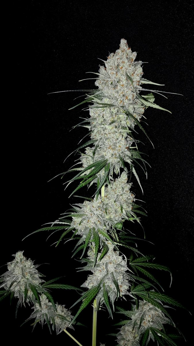 AdrycManellson's tweet photo. #Recuerdos de pasado Año Verde Mundo,
#WhiteWidowAk47 #Early @GreenbudSeeds #AdrycsCove #Indoor #LEC315Wts #RefBlanca @LUMiiLighting #Sust #AllMix #Fertilizado #Orgánico #Plagron
Preciosa #Straint Amig@s, y #Dura🤔🙄😃😄😅😂🤣🤣.
Y es que #SailingTheGreenSea, #WeLoveThatWeDo.🧚‍♂️😎 https://t.co/QKHLlrprB8