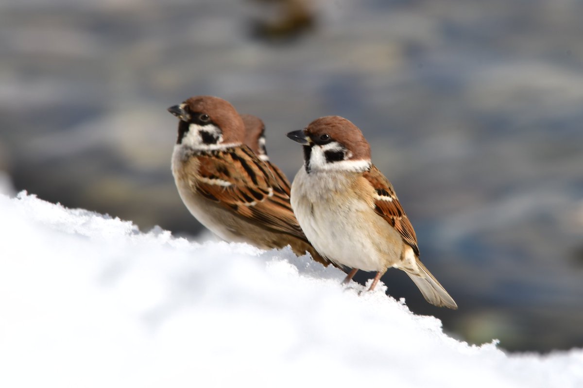 STANCE81499966's tweet image. #一眼レフ初級者 #SIGMA150500 #野鳥 #野鳥写真 #バードウォッチング #雀 #すずめ #スズメ #キリトリセカイ 
まだまだピントが合ってない…