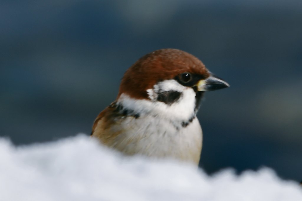 STANCE81499966's tweet image. #一眼レフ初級者 #SIGMA150500 #野鳥 #野鳥写真 #バードウォッチング #雀 #すずめ #スズメ #キリトリセカイ 
まだまだピントが合ってない…