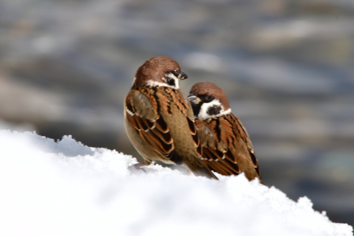 STANCE81499966's tweet image. #一眼レフ初級者 #SIGMA150500 #野鳥 #野鳥写真 #バードウォッチング #雀 #すずめ #スズメ #キリトリセカイ 
まだまだピントが合ってない…