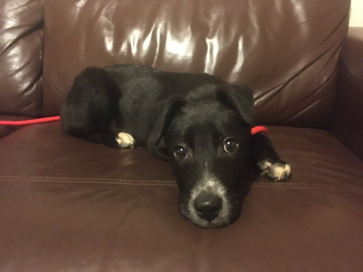 ie_launch's tweet photo. During these turbulent times, we all need a bit of cheer.

This is Topper, a Romanian Rescue Pup. 

Our Finance Manager Kate Stanbury, and her family, welcomed Topper into their home this week....

https://t.co/S2oXDioR3a 

#RescueDogs #ForeverFamily #HappyNewYear https://t.co/YxWFIBT8YH