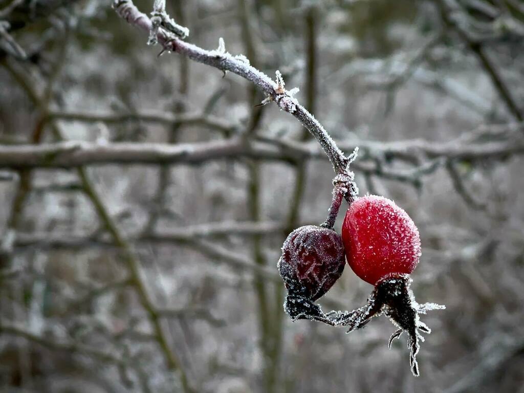 photocumbria's tweet photo. Frosty berries .
.
.
.
#naturephoto #watchthisinstagood #artofvisuals #awesome_earthpix #landscape_captures #rsa_rural #natureaddict #nature_wizards #awesomeearth #naturediversity #ourplanetdaily #earth_deluxe #instanaturelover #nature_prefection #allnat… https://t.co/9jijGTd6i0 https://t.co/gM8Ix4D3iz