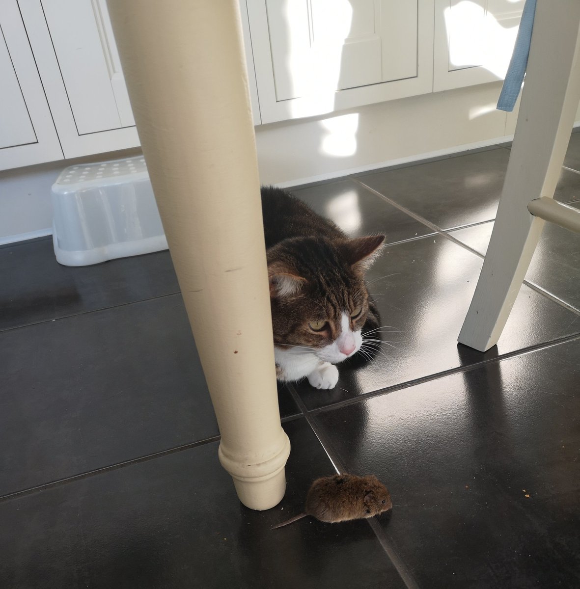 GillCGeorgiou's tweet photo. The joys of working from home #writingemails #feetoffthefloor https://t.co/lWC64KMZBI