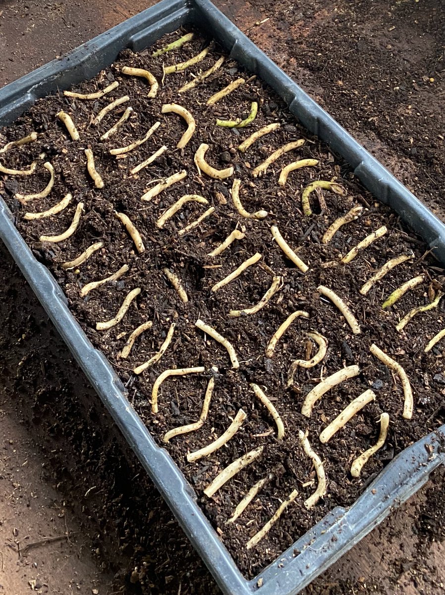 IrisesSeagate's tweet photo. Everything is under the knife here at the moment! Couldn’t spare these Acanthus roots that had escaped from the bottom of a stock pot... #nurserylife #propagation #propagating #peatfree #rootcutting #acanthus #lincolnshire https://t.co/T8us60q19l