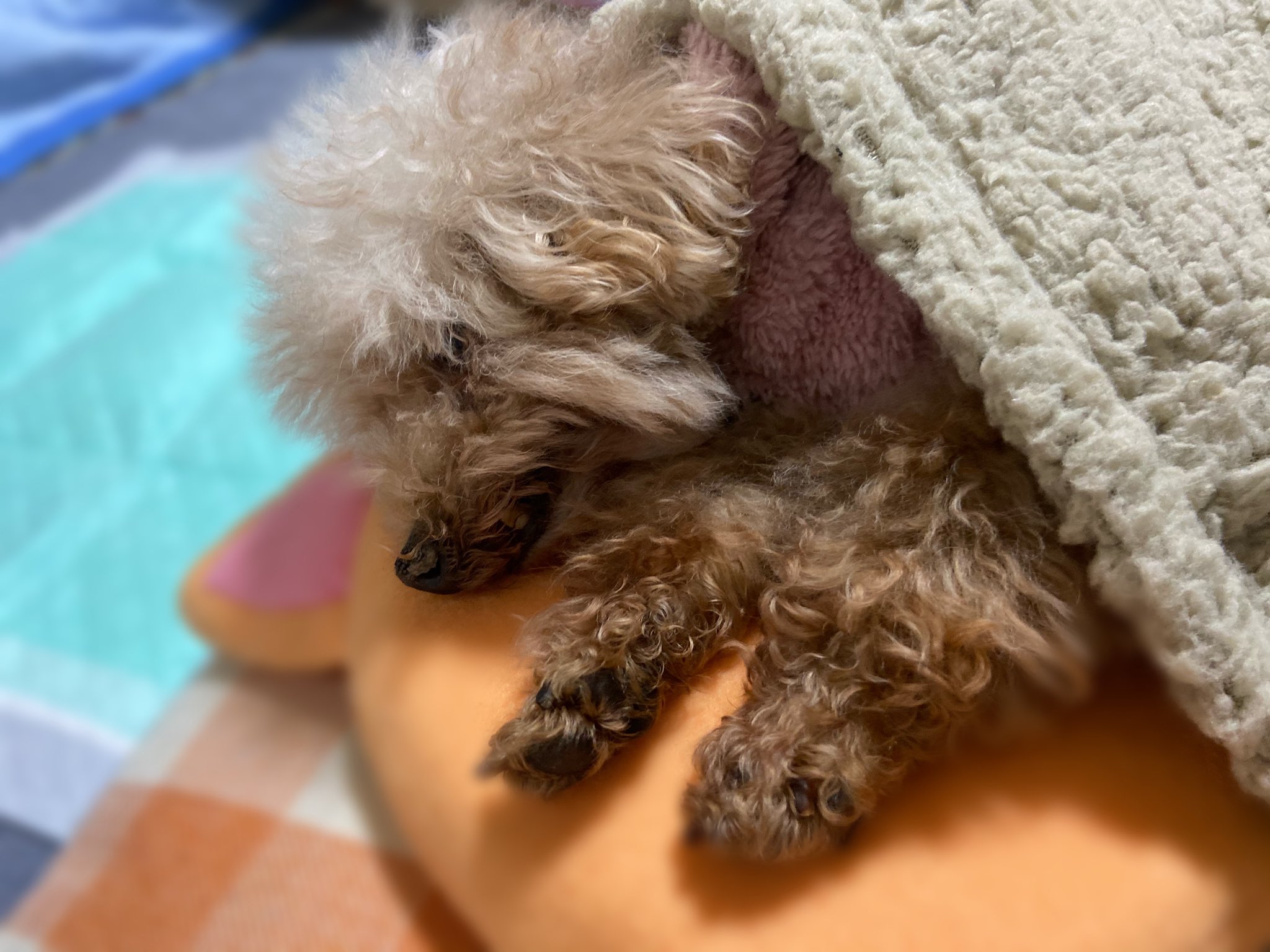 日本動物専門学校 ホームステイ中の様子を紹介します トップバッターはすずちゃん 学校では すみっこが好きで大人しいすずちゃんですが ホームステイ中は元気いっぱい 可愛い洋服で防寒対策をバッチリ行い 雪を体感 立志舎 日本動物専門学校