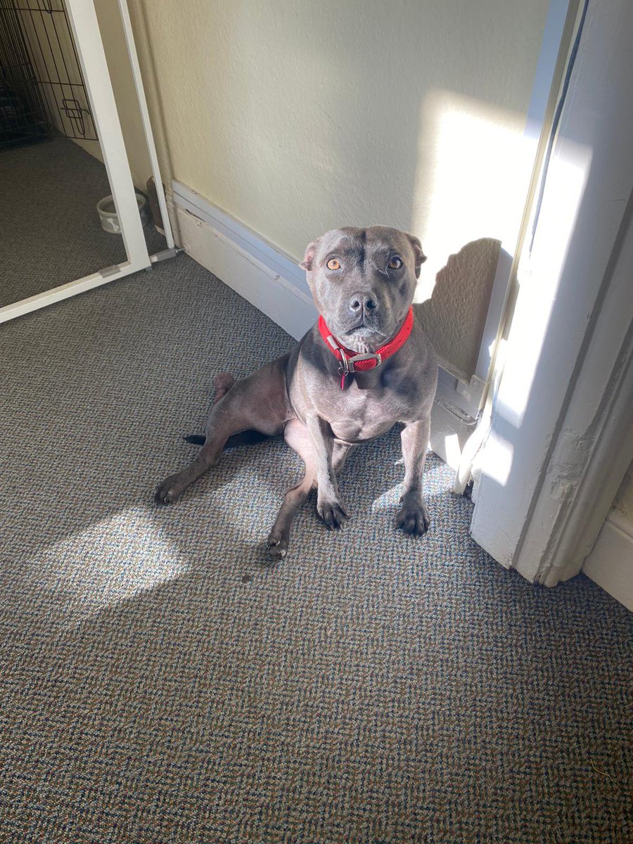 RHIBrokers's tweet photo. Just a quick note to say it’s open and business as usual for us at RHIB. Skeleton staff in the office, with the remainder set up remotely. Winnie refuses to work from home! (Snapped yesterday - she found a lovely spot of sunshine!) ☀️ 🐶 😃 https://t.co/xGc2f7w4nO
