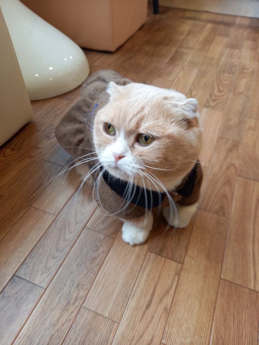 猫まるちゃんぷ みんな健康でいてくれだだよ 今日のこまちゃん あし伸ばしてもその長さなんだ 猫まるカフェ 猫 まるカフェ上野 猫 猫カフェ 上野 沖縄 保護猫 里親募集 スコマンチ 小町 今日の小町 ねこら部 Cat Cafe Ueno 猫まるちゃんぷ みんな健康でいてくれだだよ 今日のこまちゃん あし伸ばしてもその長さなんだ 猫まるカフェ 猫 まるカフェ上野 猫 猫カフェ 上野 沖縄 保護猫 里親募集 スコマンチ 小町 今日の小町 ねこら部 Cat Cafe Ueno