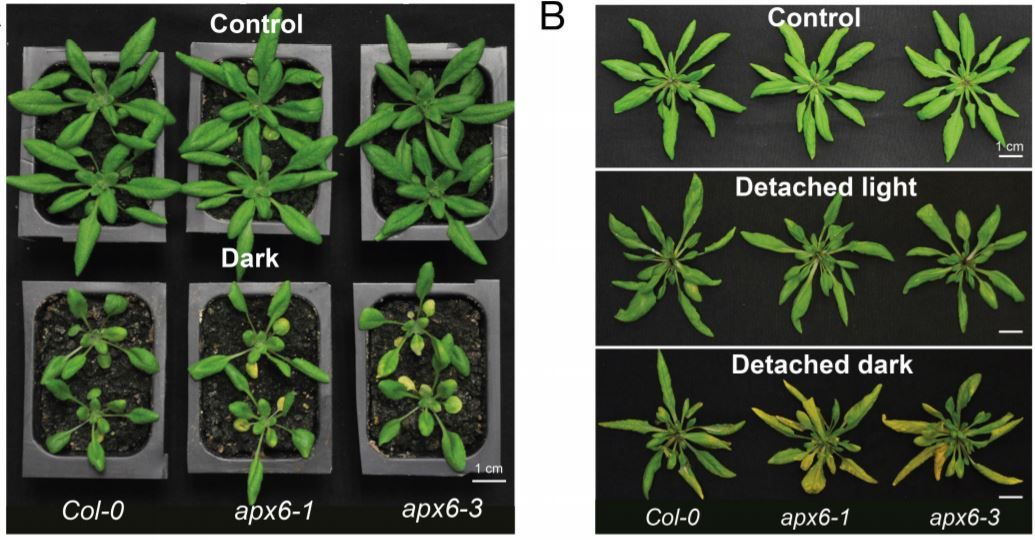 plantae_org's tweet photo. ASCORBATE PEROXIDASE6 delays the onset of age-dependent leaf senescence #LeafSenescence #APX6 #OsmoticStress #PlantBiology #PlantSci https://t.co/jSAdX3motz https://t.co/nsmvgyUj0v