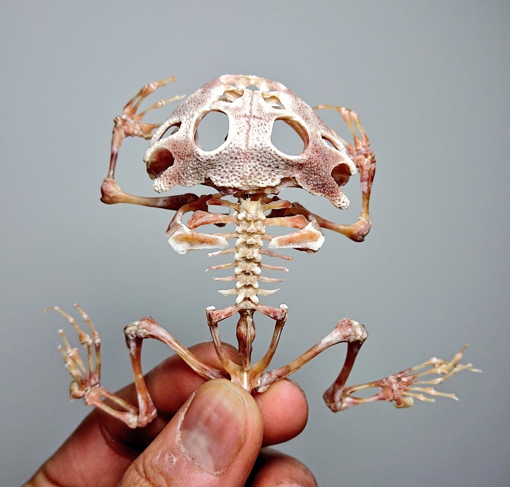 アマゾンツノガエルの骨格 (まだ未乾燥だけど) 頭骨の形凄くカッコいい