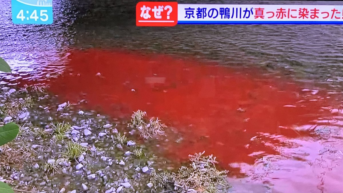Hisato 造形作家 京都の鴨川 川が赤い水に まるで Siren サイレン Siren 京都 サイレン