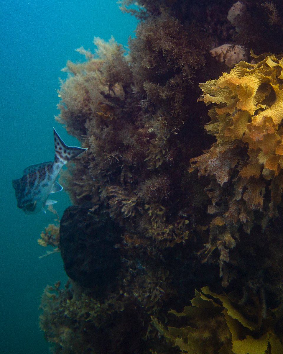 CichonArtist's tweet photo. I had my first snorkel along the Rapid Bay Jetty, South Australia on the weekend.  Lots to explore at this great site. I look forward to going back to see more sometime soon. https://t.co/nJLMtQJTSr