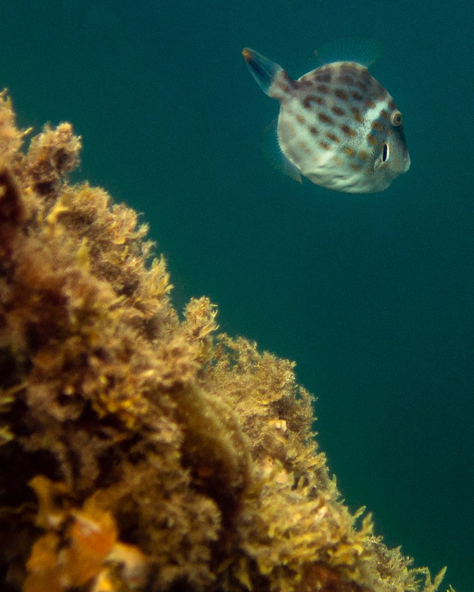 CichonArtist's tweet photo. I had my first snorkel along the Rapid Bay Jetty, South Australia on the weekend.  Lots to explore at this great site. I look forward to going back to see more sometime soon. https://t.co/nJLMtQJTSr