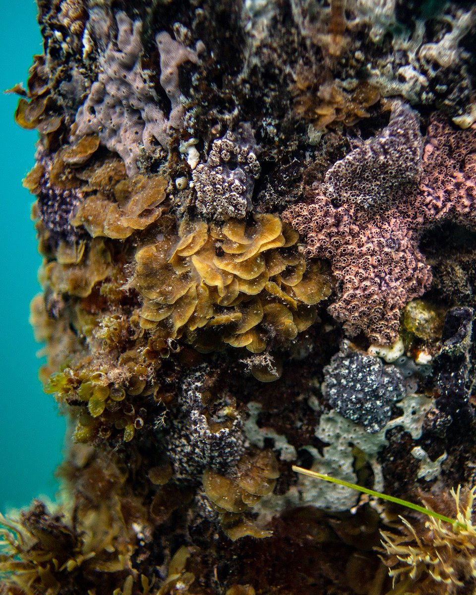 CichonArtist's tweet photo. I had my first snorkel along the Rapid Bay Jetty, South Australia on the weekend.  Lots to explore at this great site. I look forward to going back to see more sometime soon. https://t.co/nJLMtQJTSr
