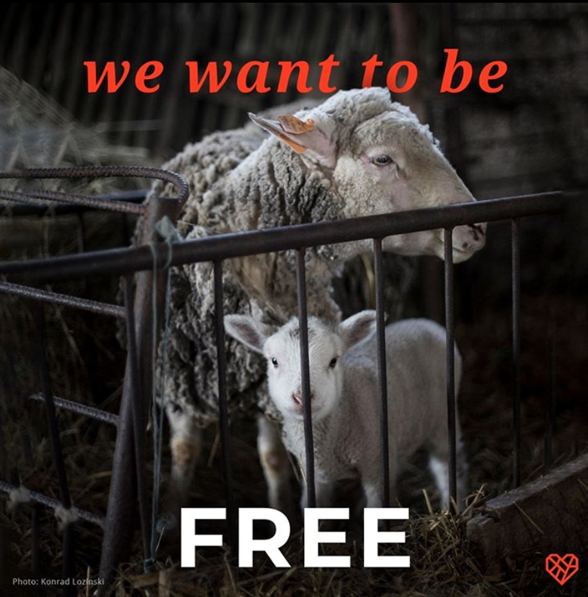 Animals are not ours to exploit.