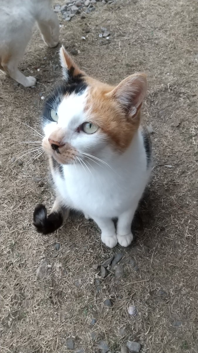 白猫ポン Kkhw67pds8rsioj Twitter