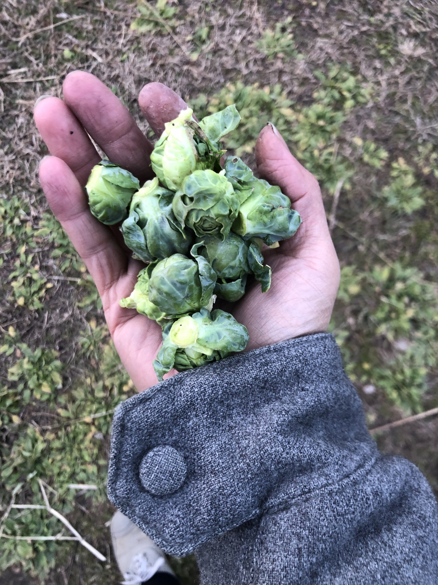 坂口恭平 畑へ 芽キャベツ収穫 シチュー作ろうー T Co Xgrsf5qa Twitter