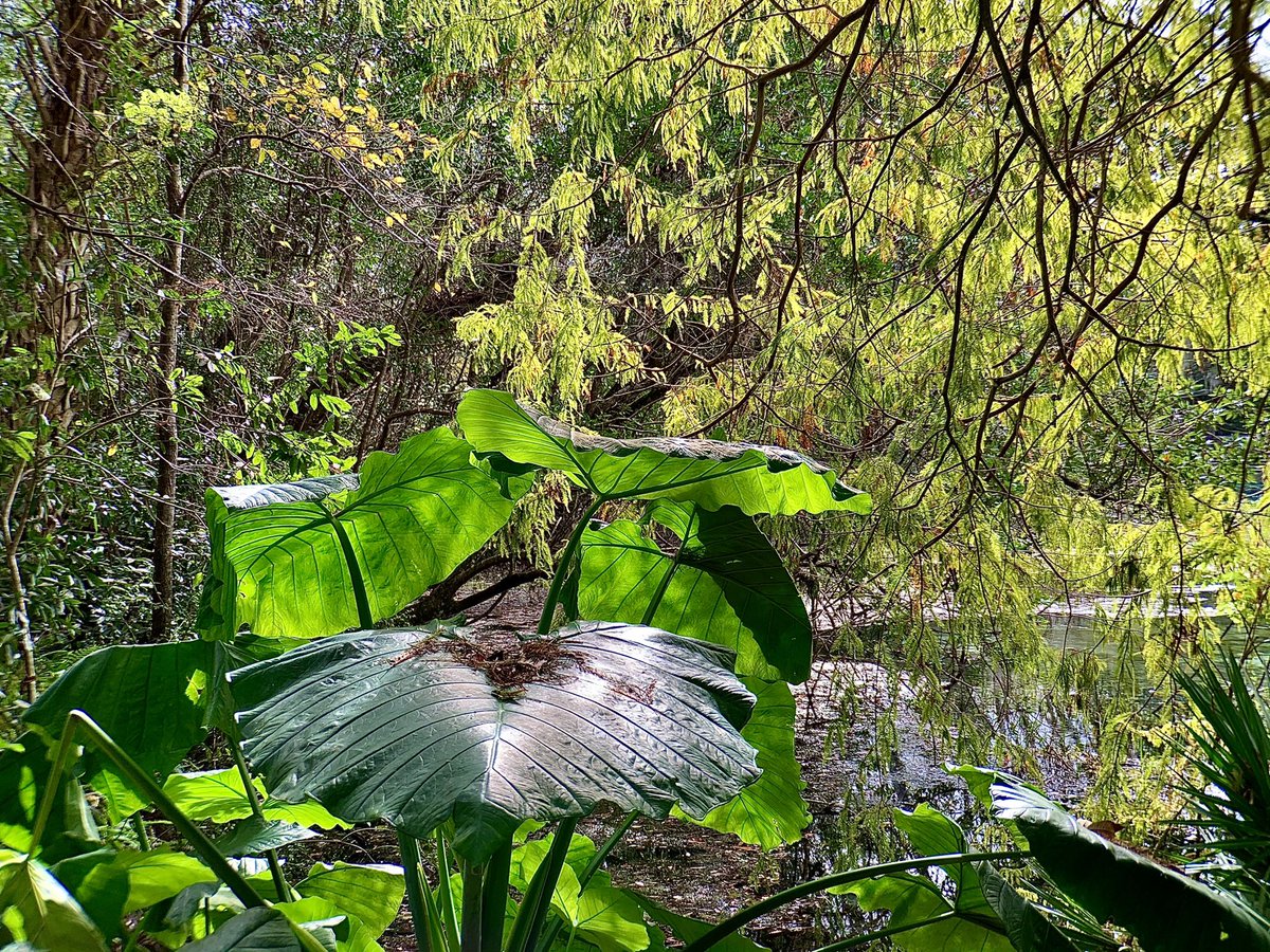 “Nature is loved by what is best in us.” 
—Ralph Waldo Emerson

Please click to view. 

#RainbowSpringsStatePark #nature #PhotoOfTheDay #Florida #love
