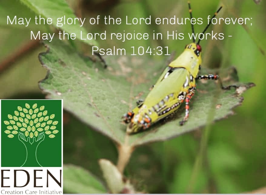 As we begin the new year, may our works give God the glory and He will Rejoice in us! 

May we also remember that God has called us to be stewards of His creation. 

Happy 2021!  #happynewyear #2021 #creationcare #teameden

<a href="/ramzy_fatima/">Fatima Ramzy</a> <a href="/culatea1022/">Chioma Immaculate Okafor 🌱🦋🕊</a> <a href="/DungJosephDung1/">Dung Joseph Dung</a> <a href="/sterndrome/">Sterndrome Farm</a>